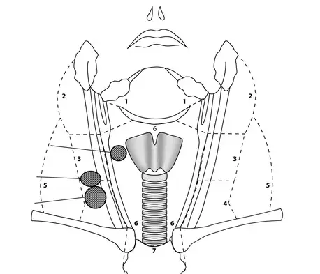 سونوگرافی تیروئید رنگی کلینیک تصویربرداری صبا دکتر سفید بخت